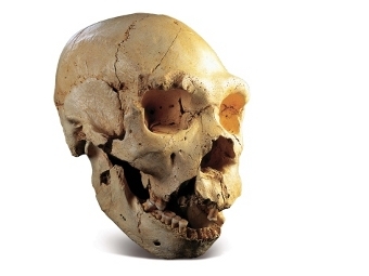 Череп человека гейдельбергского, датировка существования которого находилась в противоречии с данными раскопок до корректировки